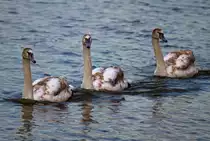 Von drei Jungschw�ne beobachtet. - 11.02.2012