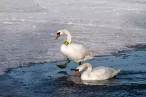 Schwan mit Farbmarkierung 32JK auf der Uecker. 22.02.2012