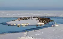 Stockenten und Schw�ne nutzen die Eisscholle als sicheren Schlafplatz. - 11.02.2012
