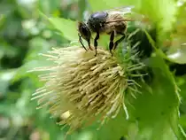 Wespe sucht in einer Distelbl�te nach Nektar; 120811