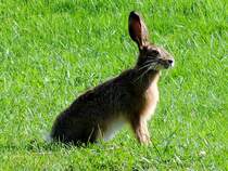 Feldhase kurz vor seiner Flucht; 120807