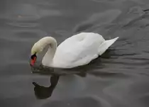 Begegnung am Frankfurter Main-Ufer am 15.12.2012, aufgenommen von einer der zahlreichen Br�cken.
