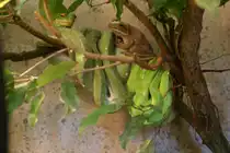 Hier stellt sich die Frage, spielt die Nahrung mit der Schlange oder sind die Schlange Vegetarierer. Gr�ner Baumpython und Riesenlaubfrosch (Litoria infrafrenata). Stuttgart 30.3.2008. 
