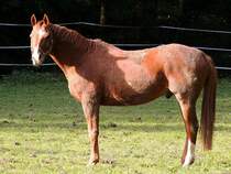 Araber-Pferd wre ber eine kleine Brsteinheit sicher sehr erfreut; 121104