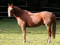 Araber-Pferd w�re �ber eine kleine B�rsteinheit sicher sehr erfreut; 121104