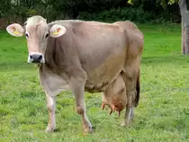 Braunviehkuh steht mit prall gef�lltem Euter auf der Weide; 121019