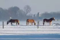 Wo k�rzlich noch K�he weideten 
(http://www.tier-fotos.eu/name/tier-bild/13147/kategorie/Haus-+und+Nutztiere~Rinder~Schwarzbunte.html)
stehen nun drei Pferde im Schnee...

Vorst, 8.12.12