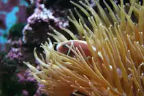 Ein Schwarzbauch-Anemonenfisch (Amphiprion nigripes) versteckt sich in einer Anemone. Wilhelma 30.3.2008.