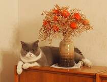 Schne Blume. Meine Britische Kater Bert (Bubble Hairy Bears) am 24. 12. 2012. Zehn Monate alt.