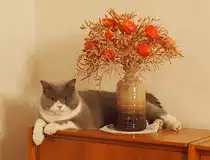 Sch�ne Blume. Meine Britische Kater Bert (Bubble Hairy Bears) am 24. 12. 2012. Zehn Monate alt.