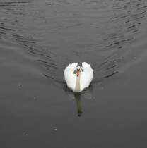 Ein Schwan spiegelt sich in der Enz (Bietigheim-Bissingen, 03.01.2013).