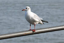 Mwe auf dem  Rheinufer-Gelnder in Bonn - 20.10.2012