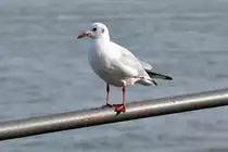 M�we auf dem  Rheinufer-Gel�nder in Bonn - 20.10.2012
