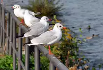 M�wen auf der Stange am Rheinufer in Bonn - 20.10.2012