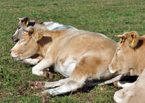 Rinder bei der Wiederkau-Siesta auf einer Weide an der Steinbachtalsperre - 10.10.2012