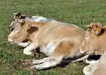 Rinder bei der Wiederkau-Siesta auf einer Weide an der Steinbachtalsperre - 10.10.2012