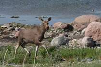 Ein junger Elch in freier Wildbahn. Ich erlebte ihn direkt am 
Meer auf der Insel Saram / Estland am 9.6.2011.