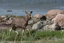 Ein junger Elch in freier Wildbahn. Ich erlebte ihn direkt am 
Meer auf der Insel Saram�� / Estland am 9.6.2011.