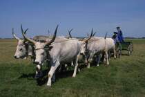 Ungarische Graurinder sind nicht sehr intelligent. Deswegen ist es eine besondere Kunst, einen Wagen gezogen von Graurindern zu lenken.
Das Fleisch der Tiere ist eine Delikatesse. Die Rinder leben vorwiegend in der
ungarischen Puszta. Foto hier in Hortobagy am 27.05.2003 aufgenommen.
