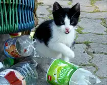 Spiel mit Pfandflaschen. Junger Kater in Balje/H�rne, Niedersachsen. Aufnahmedatum 2012-07