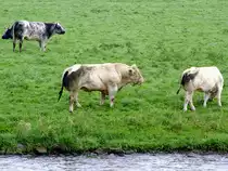 Auf einer Weide bei Amerongen am Nederrijn n�hert sich der Bulle der Jungkuh; 110905