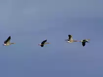 Flug der Graug�nse �ber den Pannerdensch-Kanaal; 110905