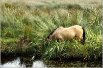 Ein Pferd grast am Ufer des Boyle River im County Roscommon (Irland). Scan eines Dias vom 18.09.2012.