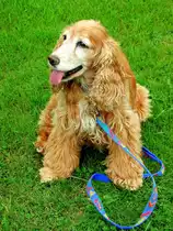 Cocker Spaniel H�ndin Konga von Dorada,11.08.2001