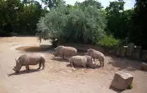 Nash�rner in Erfurt.