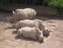 Nash�rner in Erfurt.