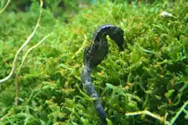 Ein Seepferdchen im gr�men Rasenteppich. Dies ist nicht gerade die beste Tarnung, aber in der Wilhelma besteht keine Gefahr. Stuttgart 30.3.2008.