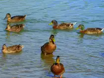 Frankreich, Languedoc-Rousssillon, H�rault, Montpellier - Port Marianne, Stockenten schwimmen im Bassin Jacques Coeur, 18.07.2011