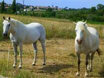 France, Languedoc-Roussillon, Hrault, Saint-Georges d'Orques,Camarguepferde, 19.07.2012