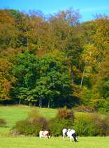 Luxemburg, Hautcharage, Deutsche Holsteins der Farbrichtungen Schwarzbunt und Rotbunt auf der Weide bei Hautcharage, 23.10.2011