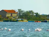 Frankreich, Languedoc-Roussillon, H�rault, Villeneuve-l�s-Maguelone, Rosaflamingos im �tang des Moures, 11.09.2012

