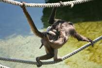 Goldstirnklammeraffen beim berqueren des Wassers. Wilhelma 30.3.2008.