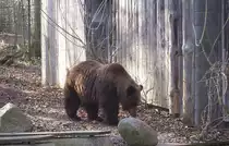 Braunb�r in Schwerin.