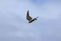 Falke bei der Flugshow im Vogelpark Marlow hat seine vermeintlich Beute ersp�ht. - 29.07.2010
