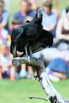 Rabengeier bei der Flugshow im Vogelpark Marlow. - 29.07.2010