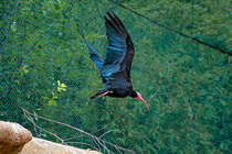 Vogelpark Marlow - Waldrappe im Vorbeiflug. - 29.07.2010
