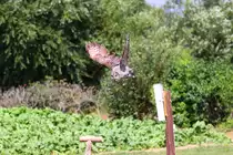 Vogelpark Marlow - Bartkauz wechselt die Ansitzstange. - 29.07.2010