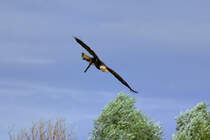 Vogelpark Marlow - Seeadler setzt zur Landung an. - 29.07.2010
