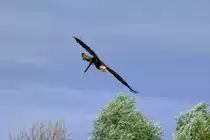 Vogelpark Marlow - Seeadler setzt zur Landung an. - 29.07.2010