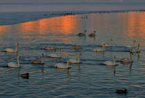 Schwne am Abend bei eisiger Witterung. - 25.01.2013
