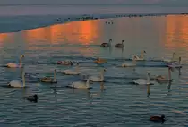 Schw�ne am Abend bei eisiger Witterung. - 25.01.2013
