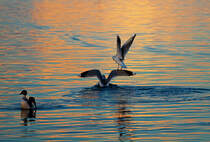 Futterneid unter Mwen. - 25.01.2013