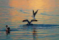 Futterneid unter M�wen. - 25.01.2013