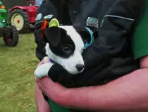 Ich mu� mein Herrchen w�rmen,er hat seine Winterjacke nicht dabei!Gesehen beim Silvester Treckertreffen 2012 auf dem Wolfsberg bei T�nisberg!