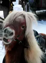 Jetzt hab ich keinen Bock mehr!Br�sel hat Schnauze voll vom Schlitten ziehen.