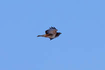 Nach einer Krhenattacke sucht der Greifvogel den Luftraum ber sich ab. - 13.01.2013
